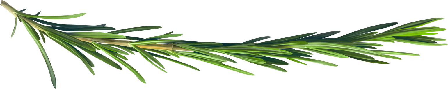 Painting rosemary sprig